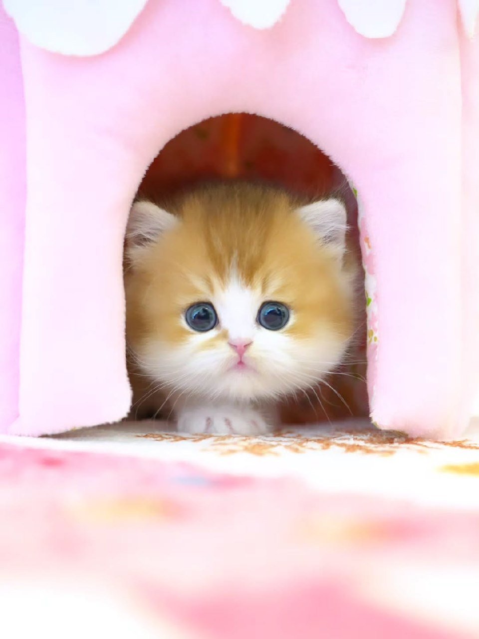 Munchkin kittens FAQ Galveston Texas - Questions Answered